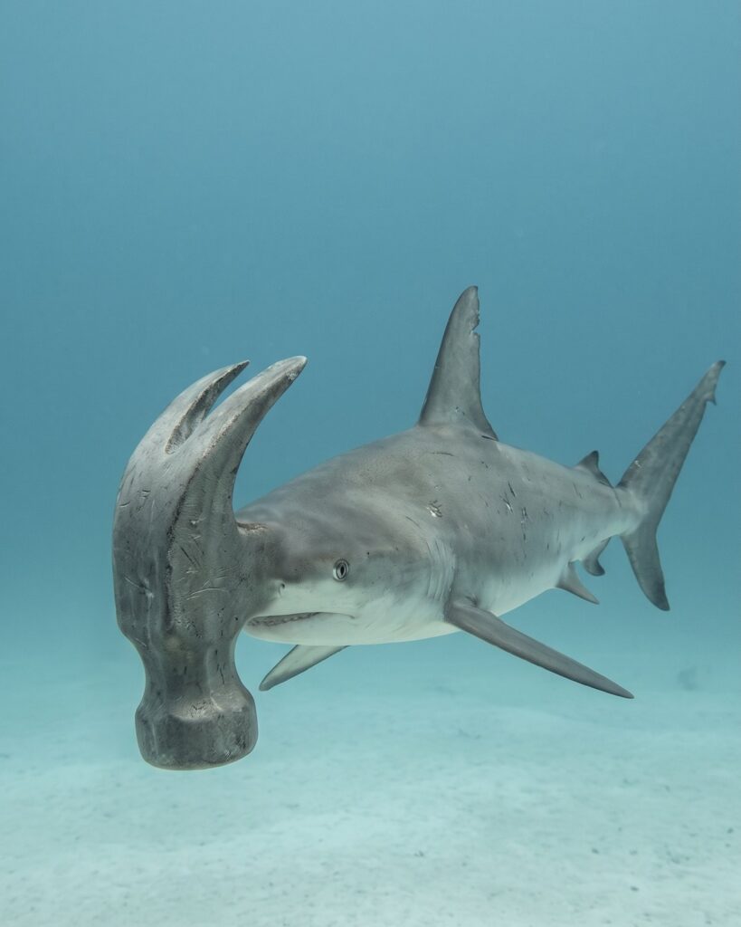The Hammerhead come to life in the reel