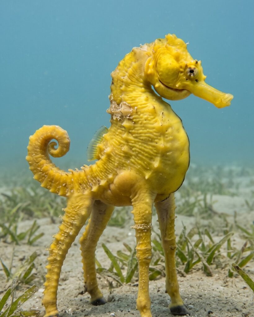 The Seahorse come to life in the reel